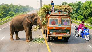 वाहन चालकों से टैक्स वसूलता हाथी | Tax Collecting Elephant Funny Hindi Kahaniya