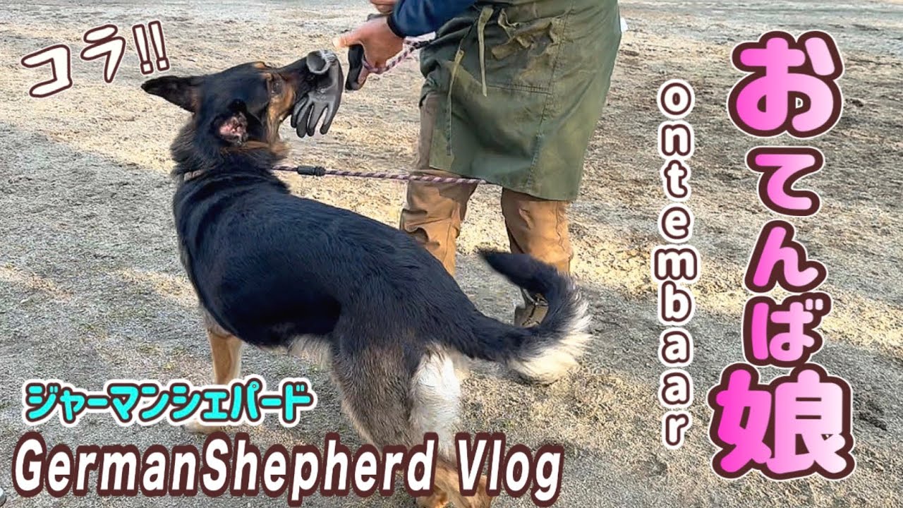 単身赴任だから一緒にいる時間が貴重なんです😆だからおてんば大歓迎❣️【ジャーマンシェパード】