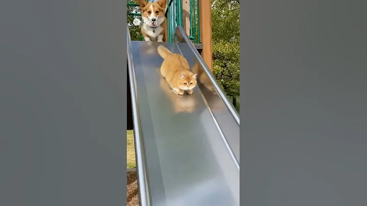 Video 11310941: munchkin cat, cute catlover