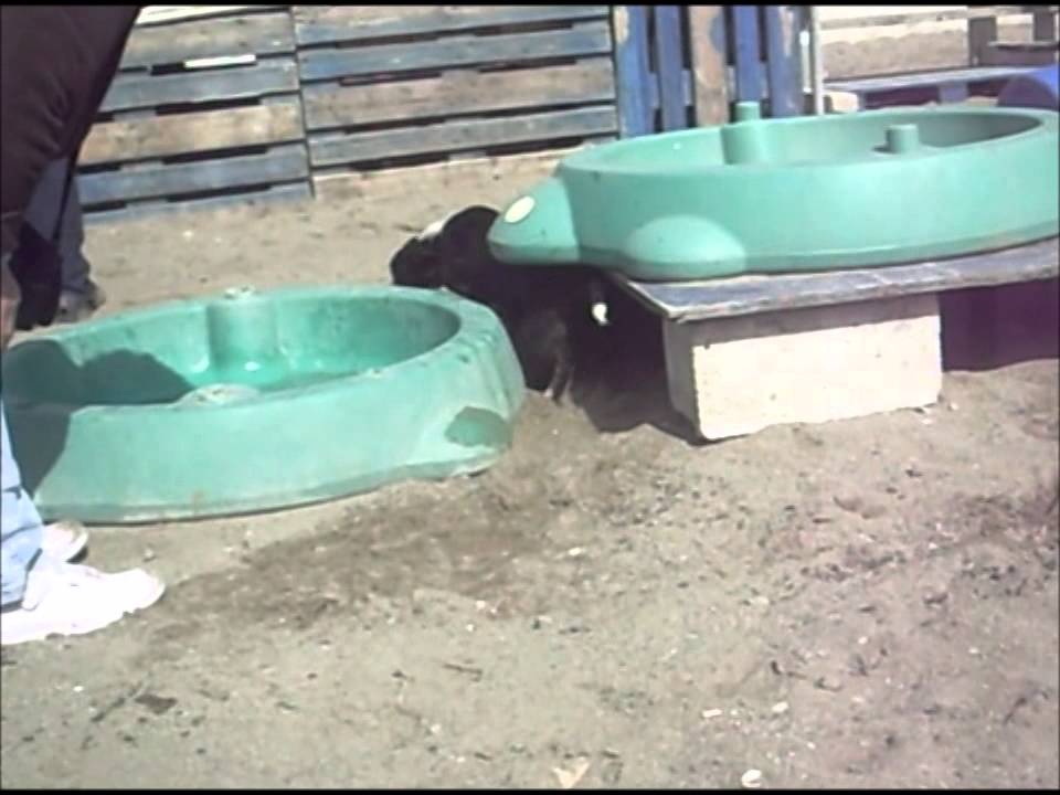 Animalinneed: Video of Droopy