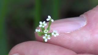 Woodland Edge: Wild Chervil