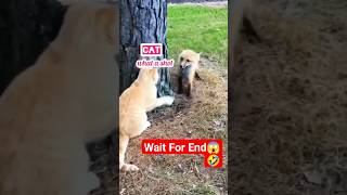 Cat Fight😱🤣||wait for End 🤣 #cat #fight #viral #animals #subscribe #pets #catlover #shorts #comedy