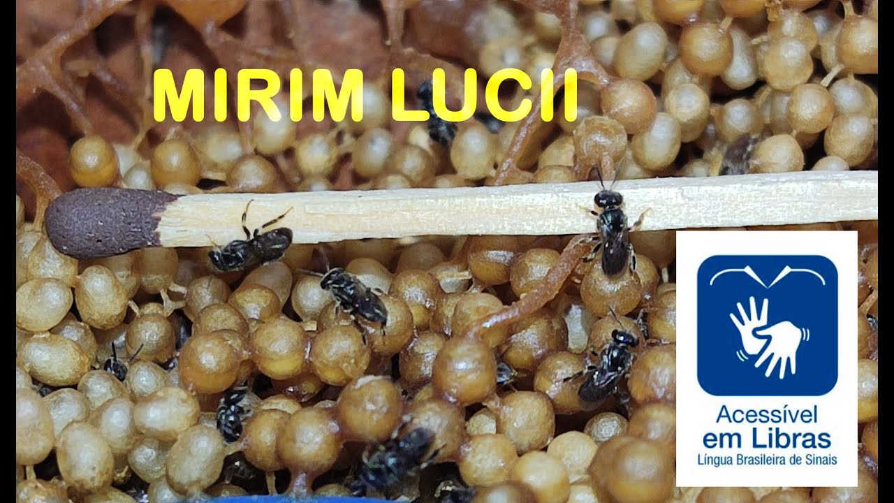 Abelha sem ferrão Plebéia Lucii, uma das menores abelhas. Mirim de cacho não é lambe olhos. libras .