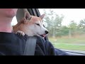 ドライブ中、眠そうな柴犬