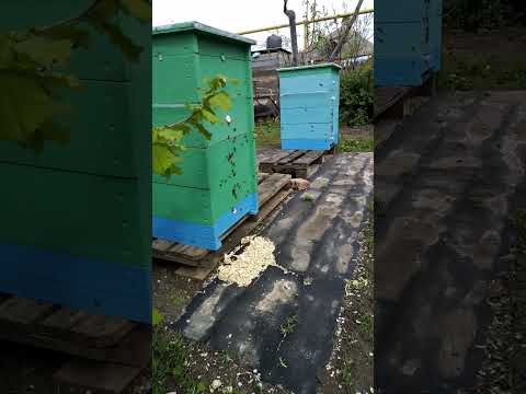 Облёт молодых пчёл