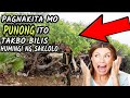 Pagnakita Mo Ang Punong Ito  Takbo ng Mabilis at Humingi ng Saklolo| Delikadong Puno