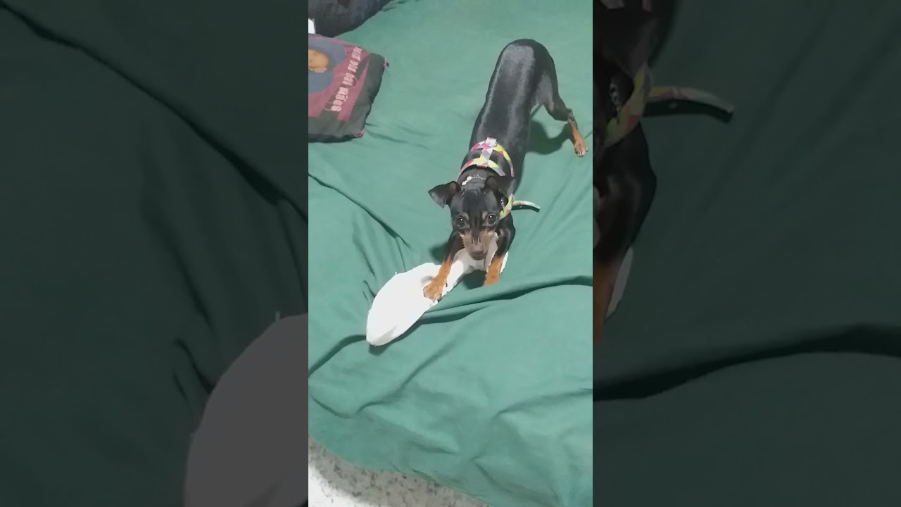 Pinscher com ódio e revoltado - YouTube