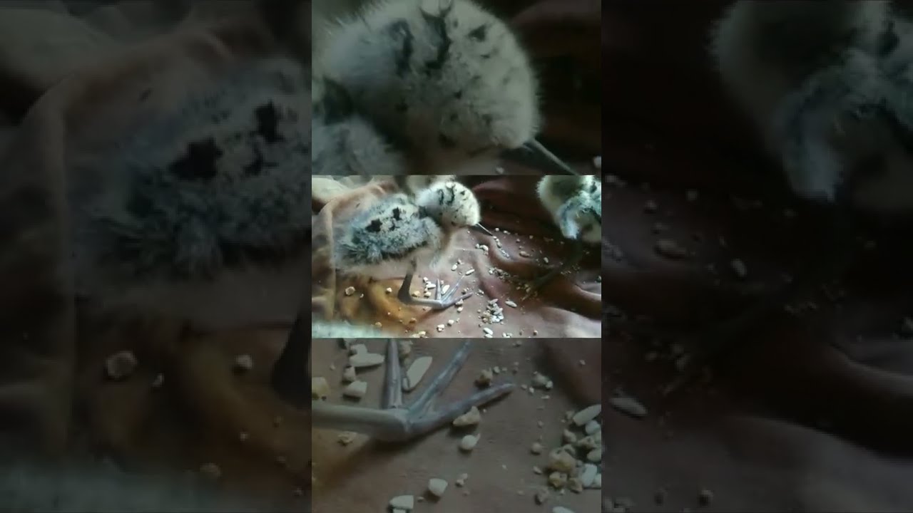 lucunya anak burung trinil pantai 