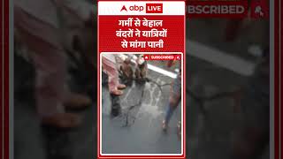 Viral Monkey Video : गर्मी से बेहाल बंदरों ने यात्रियों से मांगा पानी |#viralmonkey #shorts