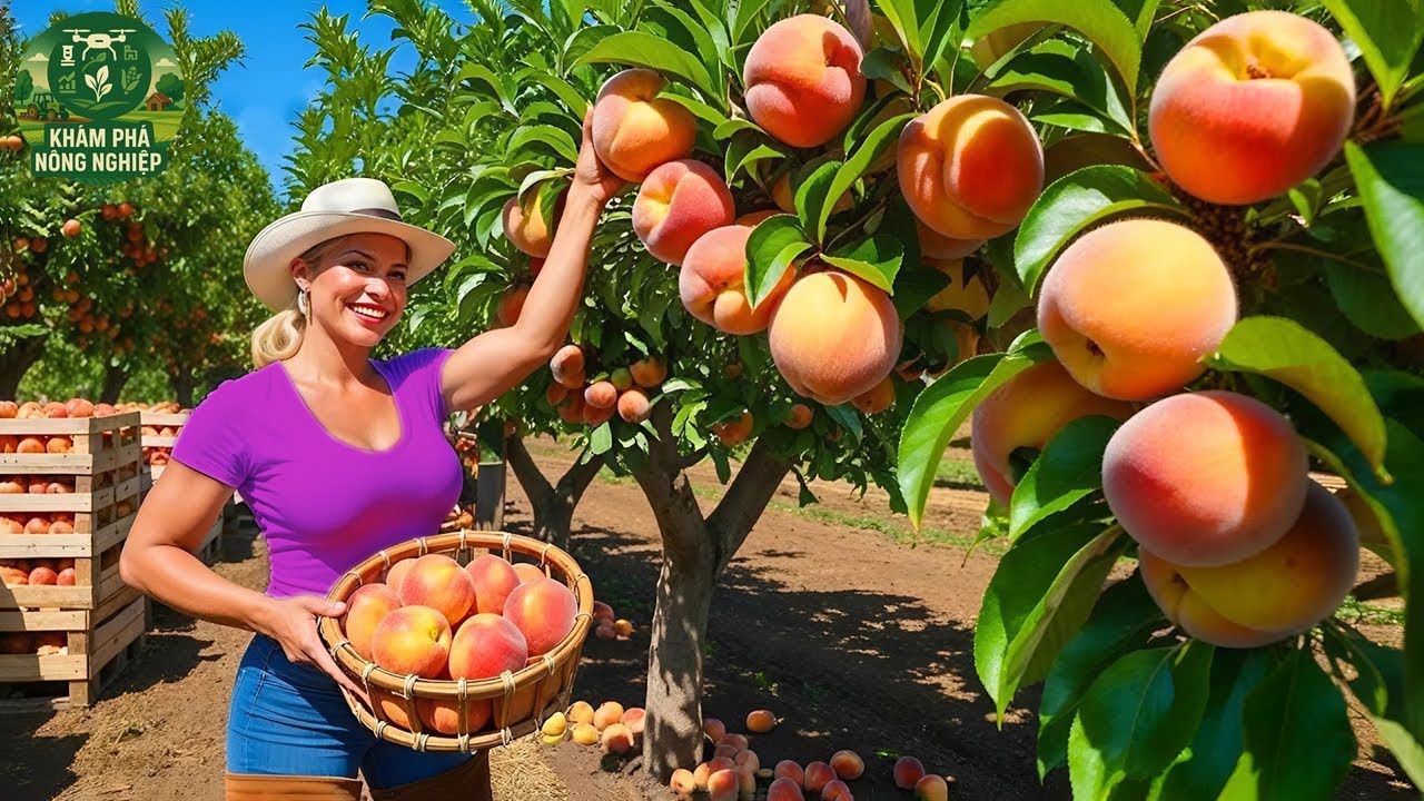 🍑 Trang Trại Đào Triệu Đô Ở Mỹ – Cách Họ Thu Hoạch Khiến Thế Giới Kinh Ngạc!