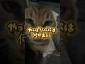 😺「猫には猫の事情があるんだぁ」#野良猫#地域猫#保護猫