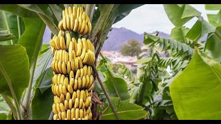 التوصيات الإرشادية لمزارعي الموز الواجب مراعاتها خلال شهر يونيو