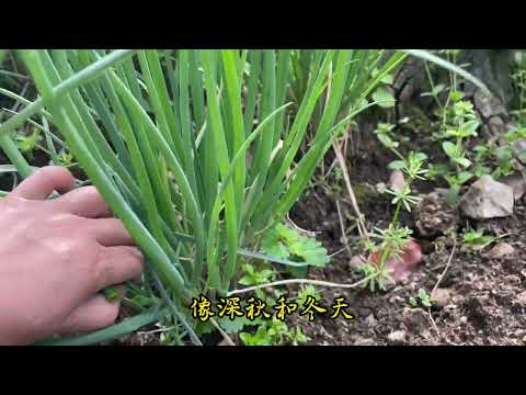 家庭种植小葱1个葱头长出1大丛小葱，养护管理简单可以采收9个月