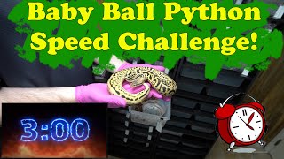 Baby Ball Python Challenge!