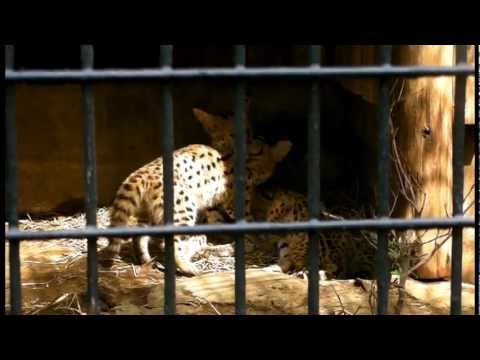 video phone beyonce mp3 サーバルキャットの親子～授乳（羽村市動物公園）Serval Cat Nurse