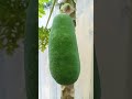 my only one papaya#shortsvideo #viral #fruit