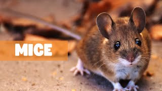 DISCOVERING MICE: EXPLORING THEIR FASCINATING WORLD