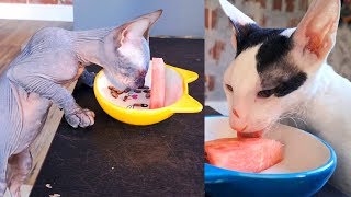 Will cats eat watermelon? Cornish Rex and Sphynx.