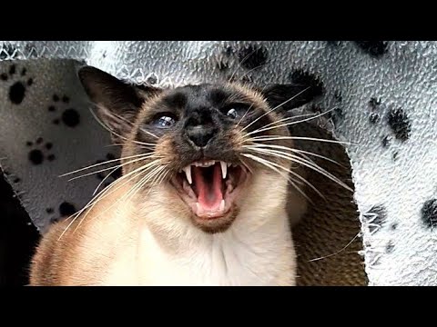 Cat Ragin Angry cat hissing compilation #9 - YouTube