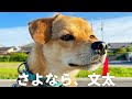 【さよなら文太】１年３ヶ月の思い出
