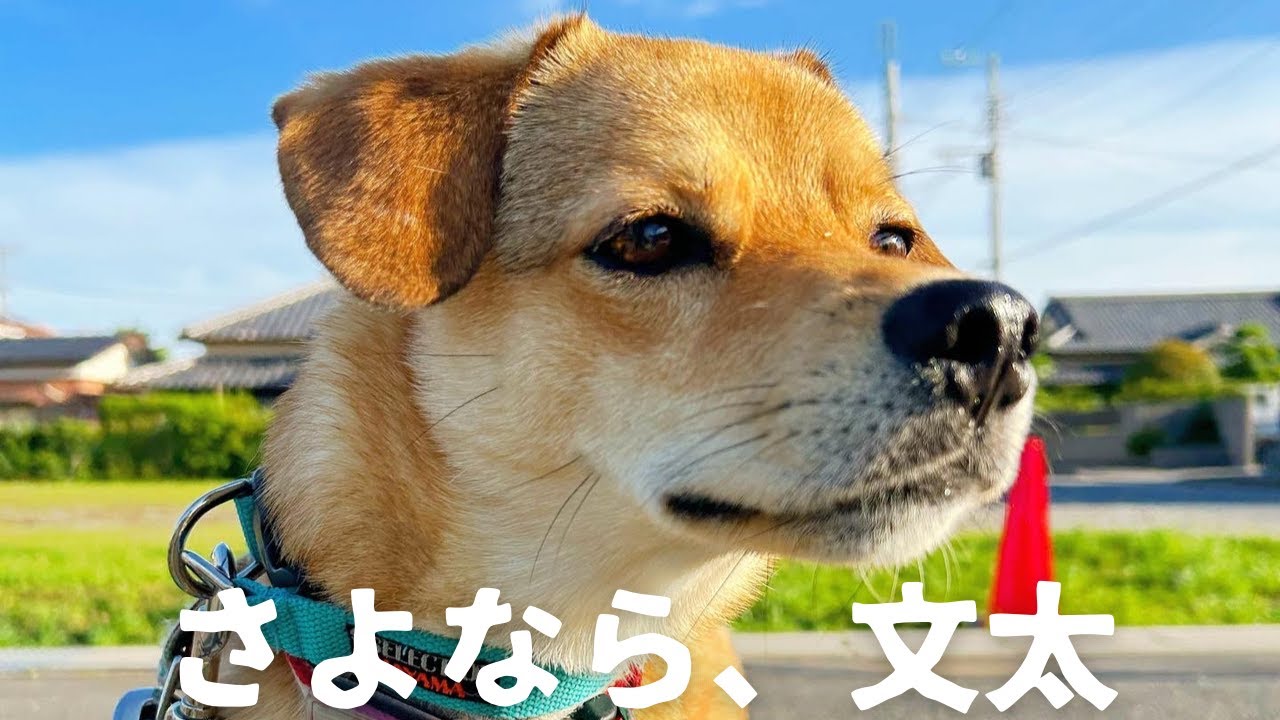 【さよなら文太】１年３ヶ月の思い出