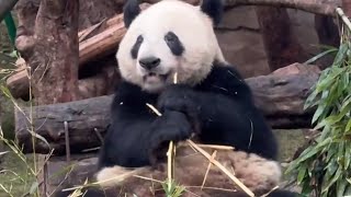 Quiet Panda Life 🐼 Soft Panda Cam for Relax & Sleep screenshot 3