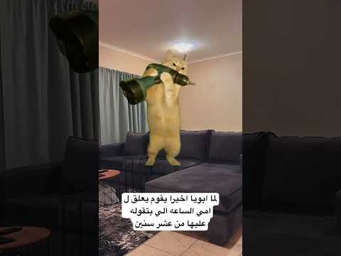 الابهات دول اكسبلور النسويه ابويا امي كوميديات قطة تيك توك ضحك 