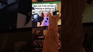 Geo the youtube fan         #geo #mycatgeo #mycatlikesvideos