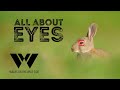 Getting eyes right in wildlife photography, and photos of rabbits