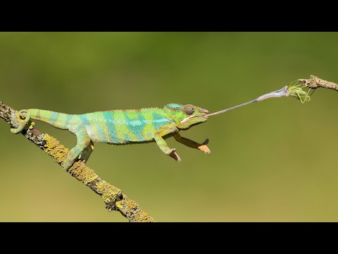 Видео: Хамелеон