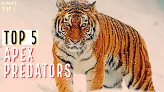Top 5 apex predators in the world