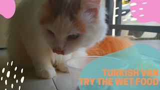 Turkish Van Eat The Wet by khocengorend 542 views 4 years ago 5 minutes, 49 seconds