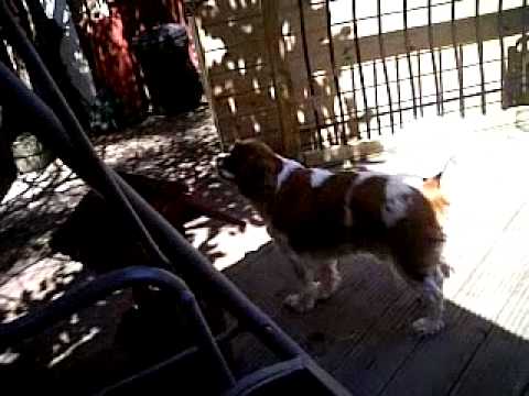 video phone beyonce mp3 My Dog "Harley"and my Snake with no name.