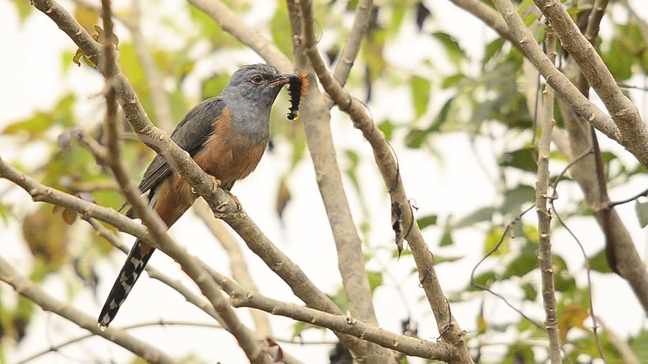 Plaintive Cuckoo 