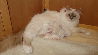 Birman Kittens Lilac Litter  From birth to new homes VLOG #2