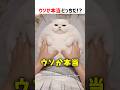 【何問正解できる？】ウソか本当どっちだ！？ part100 #shorts #クイズ #ショート #猫 #かわいい #cat #funny #cute