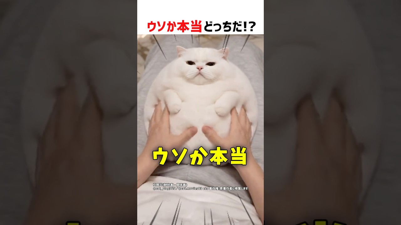 【何問正解できる？】ウソか本当どっちだ！？ part100 #shorts #クイズ #ショート #猫 #かわいい #cat #funny #cute