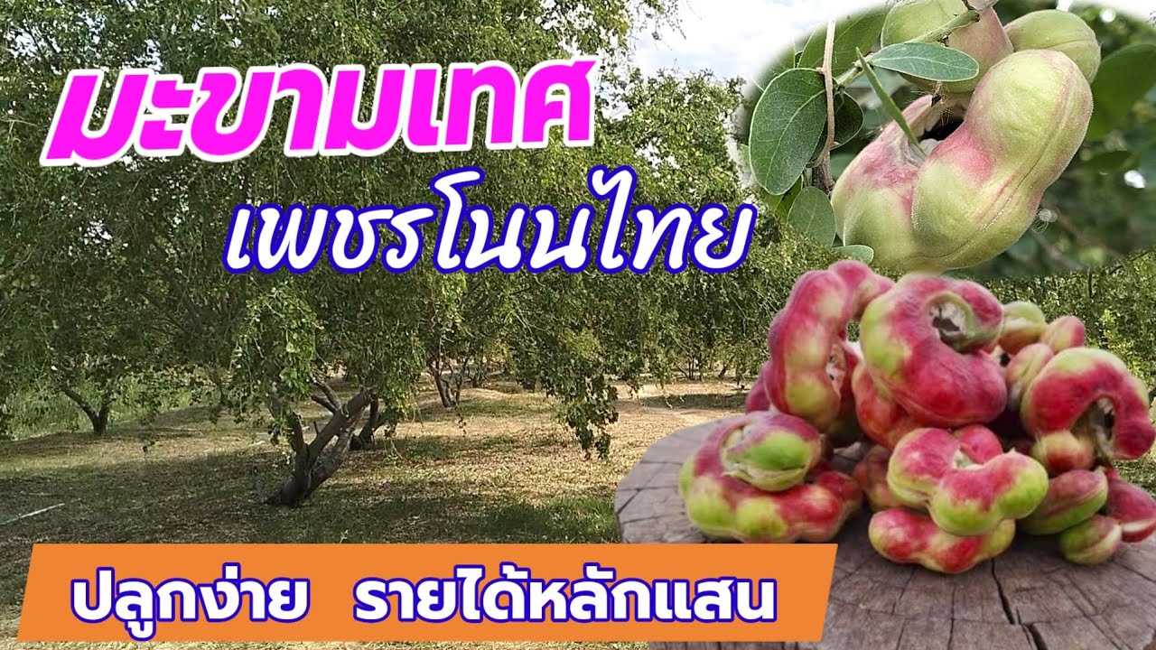 มะขามเทศ เพชรโนนไทย ปลูกง่าย รายได้หลักแสน