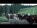 Unspunnen auf der Alp / Teil 1