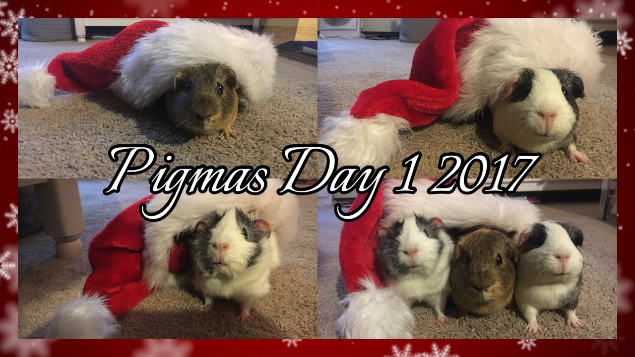 Pigmas Day 1 2017!