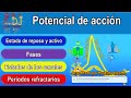 Potencial de acción (resumido)