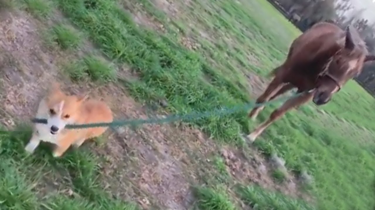 Check out this corgi pulling a horse on a leash - YouTube