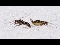 Boreus hyemalis – Mating snow fleas