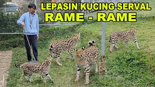 Lepasin Kucing Serval Afrika
