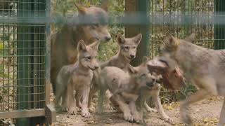 Turners Tales - Wolf Pups