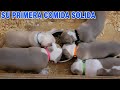 Introduciendo  A Los Cachorros  A La Commida Sólida  Por Primera Vez/Dinastiamachoalfa