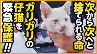 捨て猫 Youtube