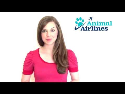 Wideo: Pet Airways Wyruszają W Swój Pierwszy Ratowniczy Transport Lotniczy Dla Zwierząt Domowych