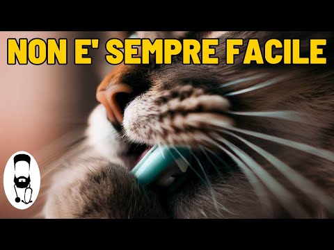 Video: Spazzolare i denti del tuo gatto