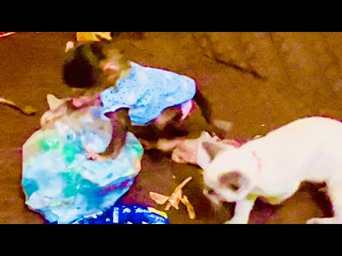 Подъехав домой и увидев лежащего Тишу я подумала что он умер…